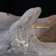 The mammoth scapula (shoulder bone) with embedded bone object.